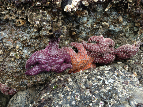 View of purple and orange sea stars clinging to rocky tide pools at Cannon Beach Oregon United States. View of purple and orange sea stars clinging to rocky tide pools at Cannon Beach Oregon United States.