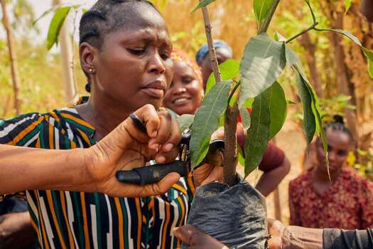 Kundu Nigeria 19 September 2026 View of a woman pruning a small tree at SCL Agroindustrial Farm with other workers in the background. Kundu Nigeria 19 September 2026 View of a woman pruning a small tree at SCL Agroindustrial Farm with other workers in the background.