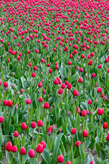 View of vibrant red tulips blooming in a field in La Conner Washington United States.