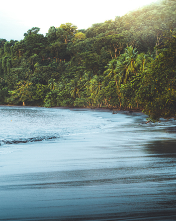 View of a tropical beach with dark sand and lush jungle vegetation meeting the ocean in Costa Rica.