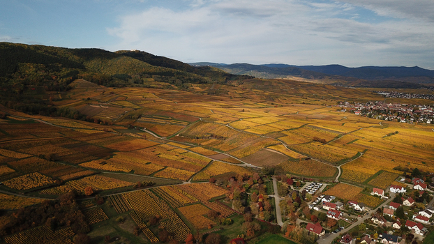 Aerial view of the golden autumn vineyards surrounding the village of Eguisheim with rolling hills and forest in the background in Eguisheim Grand Est France.