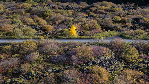 Aerial view of a volcanic lava field covered with vibrant autumn colors featuring a single bright yellow tree standing out against the rugged terrain and a road crossing the landscape Iceland. Aerial view of a volcanic lava field covered with vibrant autumn colors featuring a single bright yellow tree standing out against the rugged terrain and a road crossing the landscape Iceland.