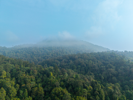 Aerial view of lush tropical rainforest with dense canopy and mist covered hills under a clear blue sky in Bukit Mertajam Penang Malaysia. Aerial view of lush tropical rainforest with dense canopy and mist covered hills under a clear blue sky in Bukit Mertajam Penang Malaysia.