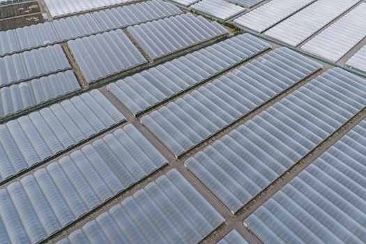 Aerial view of a large industrial greenhouse complex with rows of translucent plastic tunnels and narrow access paths in Paestum Campania Italy.