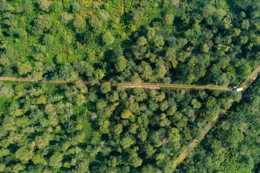 Aerial view of lush green forest canopy with a dirt path cutting through the dense vegetation in Panchagarh Rangpur Division Bangladesh. Aerial view of lush green forest canopy with a dirt path cutting through the dense vegetation in Panchagarh Rangpur Division Bangladesh.