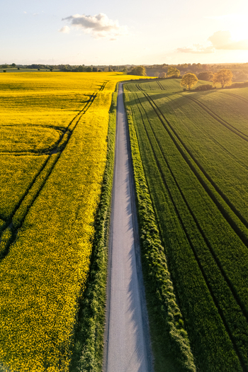 Aerial view of a straight road dividing vibrant yellow rapeseed fields and lush green meadows under a warm sunset sky near Freienwillen Langballig Schleswig Holstein Germany.