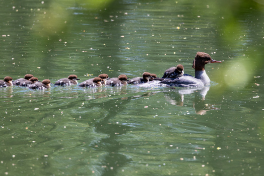 View of a female common merganser swimming on a pond with several ducklings on her back and following in the water Mulhouse Grand Est France.