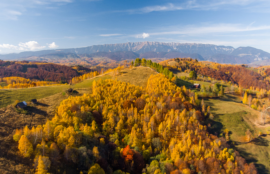 Aerial view of the vibrant autumn landscape in the Carpathian mountains with golden deciduous trees rolling hills and distant peaks near Bran Brasov Romania. Aerial view of the vibrant autumn landscape in the Carpathian mountains with golden deciduous trees rolling hills and distant peaks near Bran Brasov Romania.