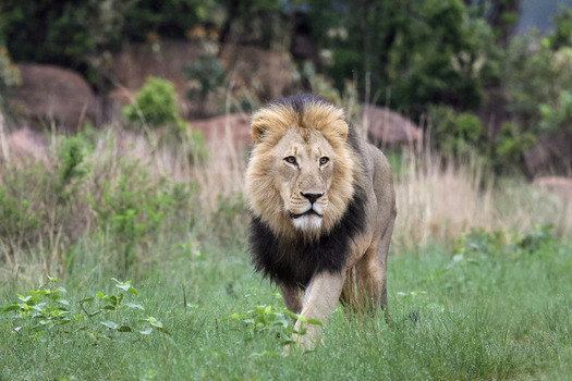 View of a majestic male lion with a thick mane walking through green grass in the wilderness of Welgevonden Game Reserve Waterberg District Municipality Limpopo South Africa.