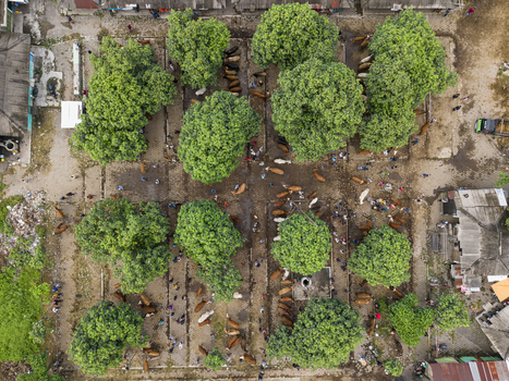 Aerial view of Animal Market Prambanan with cattle people and lush green trees in Kecamatan Prambanan Jawa Tengah Indonesia. Aerial view of Animal Market Prambanan with cattle people and lush green trees in Kecamatan Prambanan Jawa Tengah Indonesia.