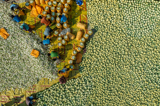 Aerial view of agricultural workers sorting and packing fresh cauliflower and radishes on large yellow tarps in Bogura Rajshahi Division Bangladesh. Aerial view of agricultural workers sorting and packing fresh cauliflower and radishes on large yellow tarps in Bogura Rajshahi Division Bangladesh.