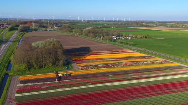 Aerial view of colorful tulip fields and wind turbines in Netherlands.