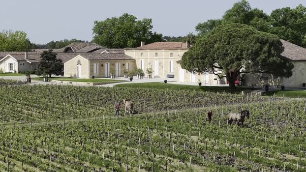 Aerial view of Domaine de Chevalier vineyard with horses and workers France. Aerial view of Domaine de Chevalier vineyard with horses and workers France.