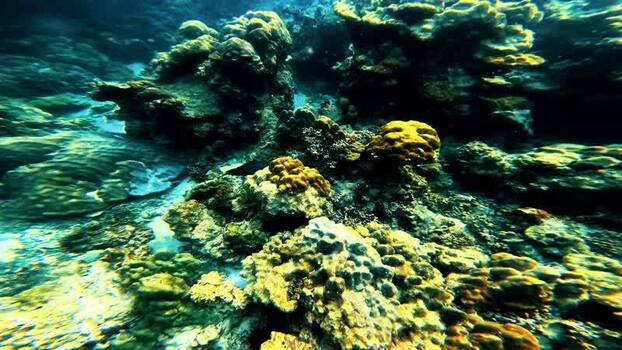 View of vibrant coral reef with fish Thailand.
