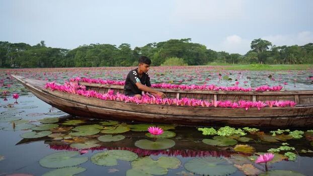 View of a boy in a boat filled with pink water lilies Bangladesh. View of a boy in a boat filled with pink water lilies Bangladesh.