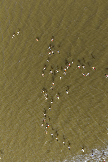 Aerial view of a flock of flamingos wading in the shallow waters their pink plumage contrasting against the brown water San Pedro del Pinatar Region of Murcia Spain. Aerial view of a flock of flamingos wading in the shallow waters their pink plumage contrasting against the brown water San Pedro del Pinatar Region of Murcia Spain.