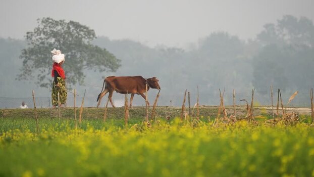 View of a woman leading a cow through rural fields in Bangladesh.