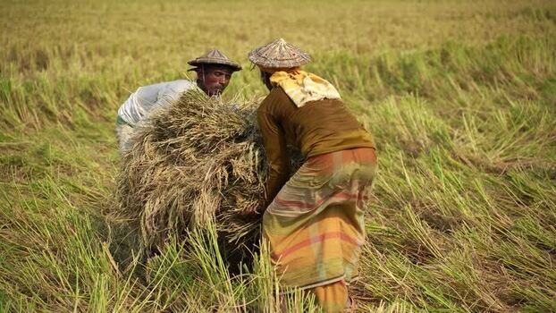 View of farmers harvesting rice in a field in Natore Bangladesh. View of farmers harvesting rice in a field in Natore Bangladesh.