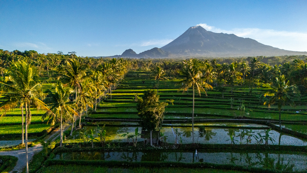 Aerial view of lush green rice terraces and palm trees with the majestic Mount Merapi volcano in the background in Cangkringan Special Region of Yogyakarta Indonesia.