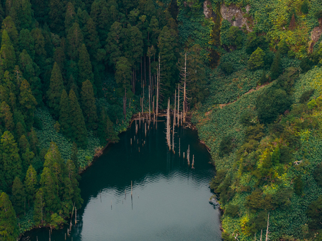 Aerial view of Caldeira Funda lake with dead tree trunks standing in dark water surrounded by lush green forest in Lajes das Flores Azores Portugal. Aerial view of Caldeira Funda lake with dead tree trunks standing in dark water surrounded by lush green forest in Lajes das Flores Azores Portugal.