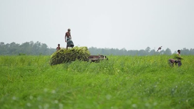 View of farmers harvesting crops in a green field Bangladesh. View of farmers harvesting crops in a green field Bangladesh.