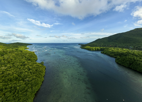 Aerial view of the Mangrove Forest s vibrant green canopy merging with the azure sea under a bright sky Karimunjawa Central Java Indonesia.