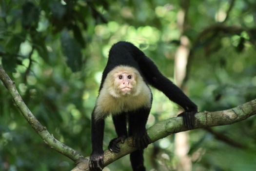 View of a white faced capuchin monkey perched on a branch its curious gaze piercing through the lush greenery a snapshot of tropical wildlife Quepos Puntarenas Province Costa Rica.