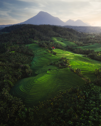 Aerial view of lush green rice terraces cascading down the slopes towards a small dwelling framed by dense forests under the shadow of distant mountains Bali Indonesia. Aerial view of lush green rice terraces cascading down the slopes towards a small dwelling framed by dense forests under the shadow of distant mountains Bali Indonesia.