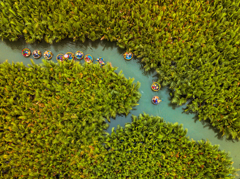 Aerial view of traditional round basket boats navigating through a lush nipa palm forest in a river in Vietnam. Aerial view of traditional round basket boats navigating through a lush nipa palm forest in a river in Vietnam.