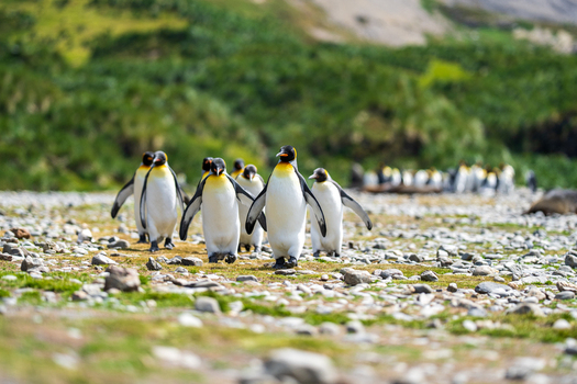 View of a group of king penguins walking across the rocky terrain of Fortuna Bay with green hills in the background in South Georgia and the South Sandwich Islands. View of a group of king penguins walking across the rocky terrain of Fortuna Bay with green hills in the background in South Georgia and the South Sandwich Islands.