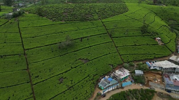 Aerial view of tea plantations in Nuwara Eliya Sri Lanka. Aerial view of tea plantations in Nuwara Eliya Sri Lanka.