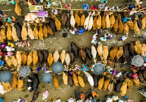 Aerial view of Baish Mowza Sarak Bazar cattle market with numerous cows and people holding umbrellas in Nabinagar Chittagong Division Bangladesh. Aerial view of Baish Mowza Sarak Bazar cattle market with numerous cows and people holding umbrellas in Nabinagar Chittagong Division Bangladesh.