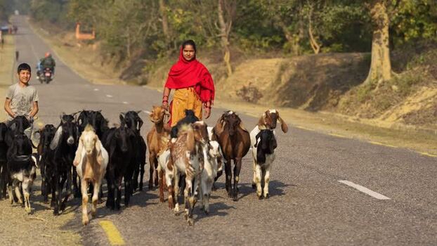 View of a woman and boy herding goats on a rural road Nepal.