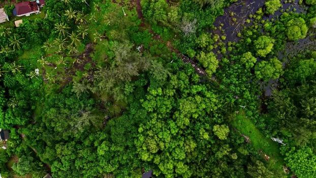 Aerial view of lush tropical jungle canopy in Bali Indonesia.