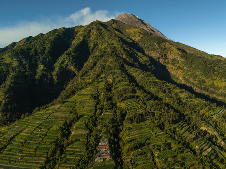 Aerial view of Mount Merapi volcano with lush green terraced agricultural fields on its slopes under a clear blue sky in Indonesia.