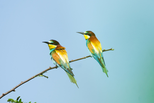 Aerial view of two colorful European bee eaters perched on a thin branch against a clear blue sky at the Binansky sprasovy profil in Bina Nitra Region Slovakia.