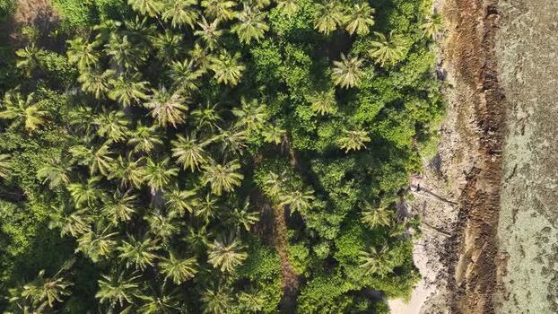 Aerial view of a dense palm tree forest and tropical coastline Maldives. Aerial view of a dense palm tree forest and tropical coastline Maldives.