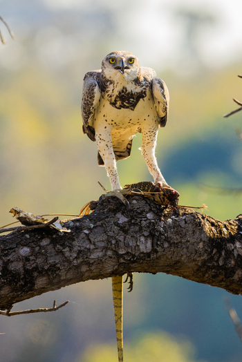 View of a martial eagle perched on a tree branch with its monitor lizard prey in Kruger National Park Kruger Park Mpumalanga South Africa. View of a martial eagle perched on a tree branch with its monitor lizard prey in Kruger National Park Kruger Park Mpumalanga South Africa.