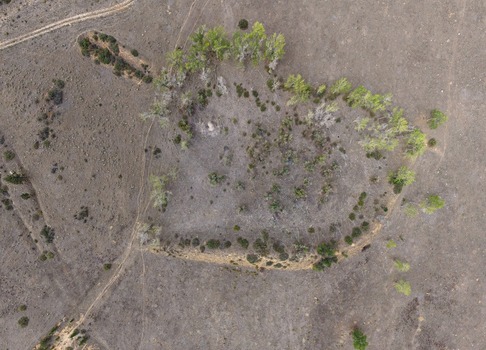 Aerial view of a heart shaped grove of trees surrounded by dry arid terrain and dirt trails in Golden Colorado United States.