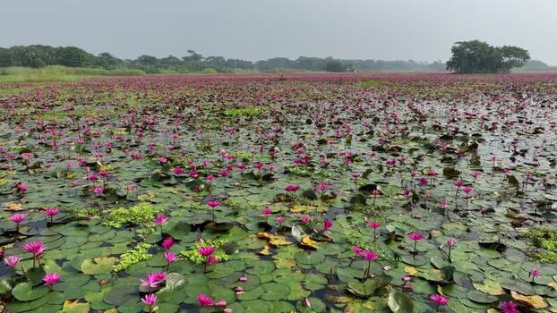 View of pink water lilies blooming in a wetland Bangladesh. View of pink water lilies blooming in a wetland Bangladesh.