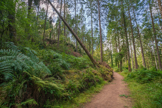 View of a tranquil forest path winding through the lush woodland of Deer Park featuring tall pine trees vibrant green ferns and a fallen tree trunk in Looe Cornwall United Kingdom. View of a tranquil forest path winding through the lush woodland of Deer Park featuring tall pine trees vibrant green ferns and a fallen tree trunk in Looe Cornwall United Kingdom.