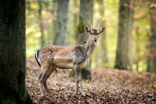 View of a young fallow deer standing in a forest with fallen autumn leaves in Debrzno Pomeranian Voivodeship Poland. View of a young fallow deer standing in a forest with fallen autumn leaves in Debrzno Pomeranian Voivodeship Poland.