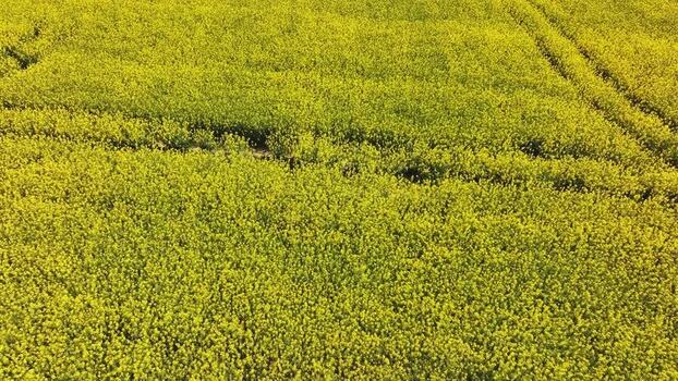 Aerial view of a vibrant yellow rapeseed field in bloom Germany. Aerial view of a vibrant yellow rapeseed field in bloom Germany.