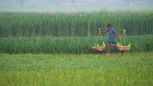 View of a farmer carrying corn baskets in a field Bangladesh. View of a farmer carrying corn baskets in a field Bangladesh.