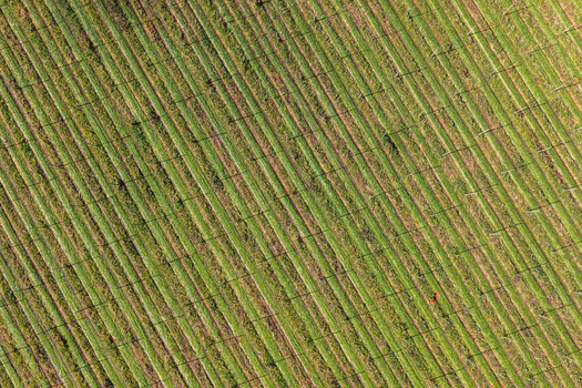 Aerial view of rows of lush green hop plants growing on a trellis system in an agricultural field in Woodburn Oregon United States.