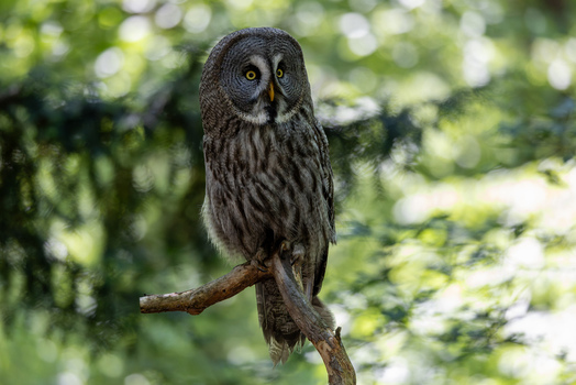View of a majestic great grey owl perched on a tree branch with soft green foliage in the background Selestat Grand Est France.