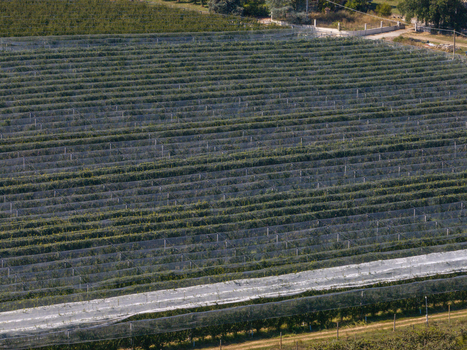 Aerial view of agricultural orchards covered with protective netting in the rolling landscape of the Marche region Ortezzano Marche Italy. Aerial view of agricultural orchards covered with protective netting in the rolling landscape of the Marche region Ortezzano Marche Italy.