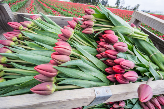 View of freshly harvested purple tulips in a wooden crate with a vast blooming tulip field in the background in La Conner Washington United States.