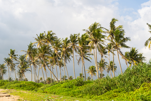 View of a row of tall coconut palm trees swaying against a cloudy sky above lush green coastal vegetation in Galle Southern Province Sri Lanka.