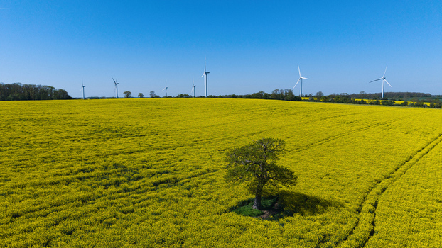 Aerial view of New Albion Wind Farm with wind turbines standing behind a vibrant yellow rapeseed field and a lone tree under a clear blue sky in Rushton England United Kingdom. Aerial view of New Albion Wind Farm with wind turbines standing behind a vibrant yellow rapeseed field and a lone tree under a clear blue sky in Rushton England United Kingdom.